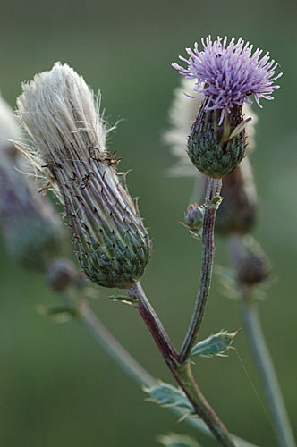 Galeriebild