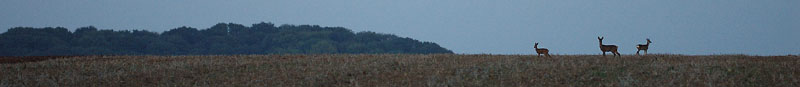 Galeriebild