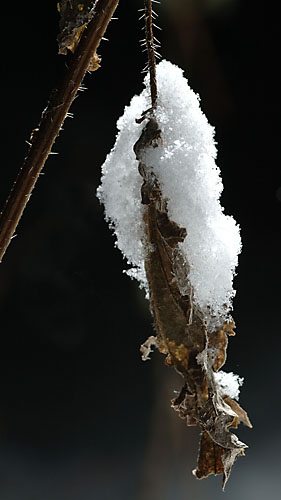 Galeriebild
