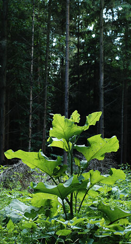Galeriebild