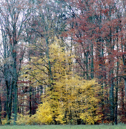 Galeriebild