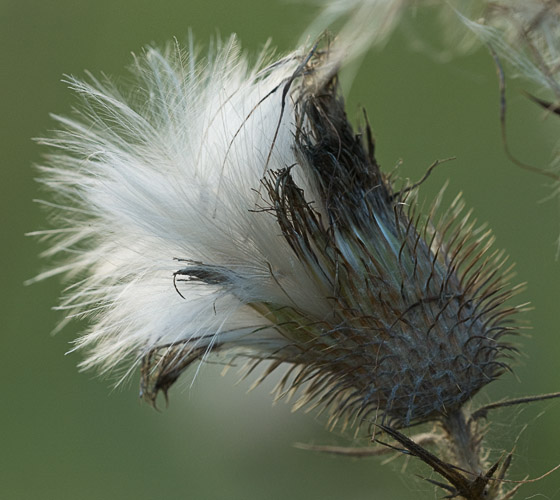 Galeriebild