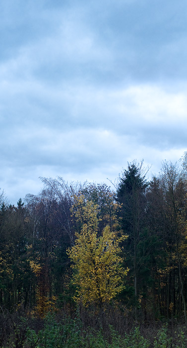 Galeriebild
