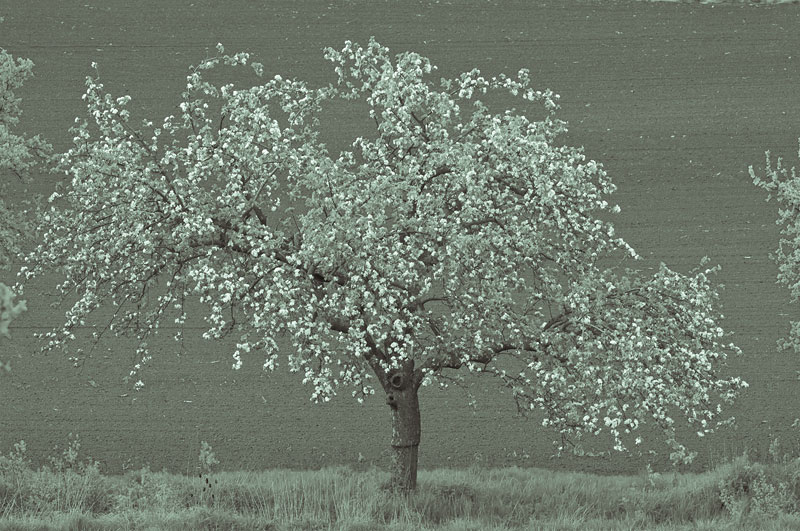 Galeriebild