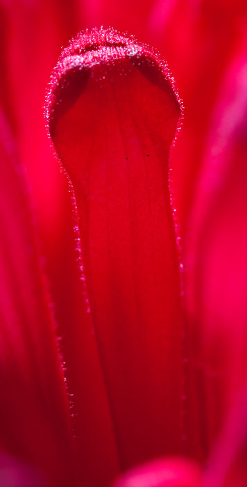 Galeriebild