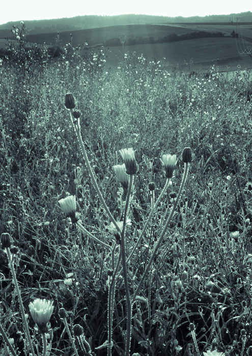Galeriebild