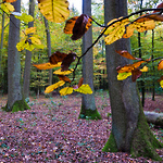 Bild anschauen