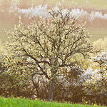 Bild anschauen