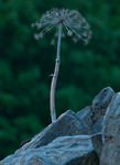 Bild anschauen