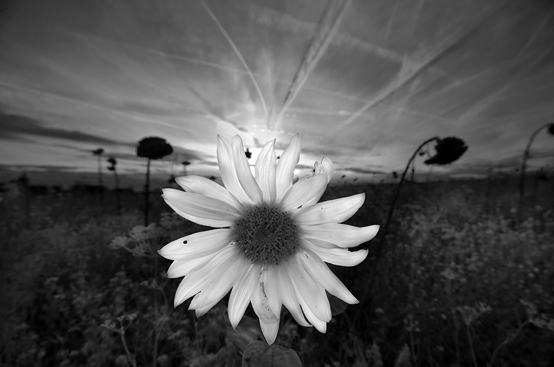 Galeriebild