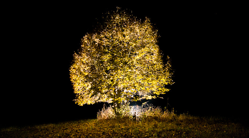 Galeriebild