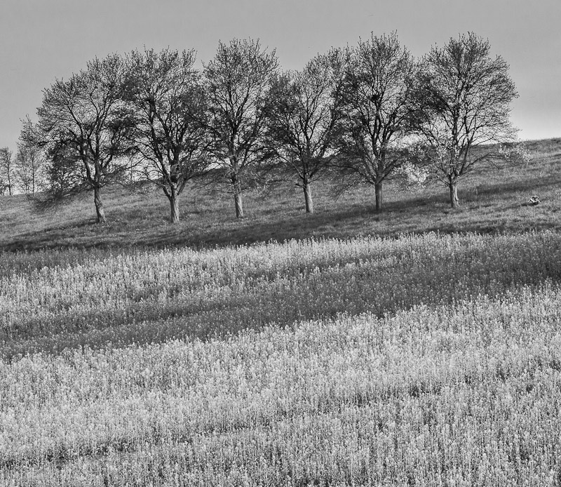 Galeriebild