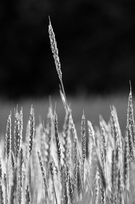 Galeriebild
