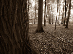 Bild anschauen