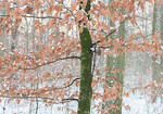 Bild anschauen