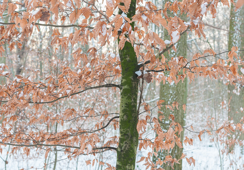 Galeriebild
