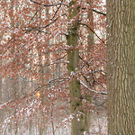 Bild anschauen