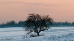 Bild anschauen