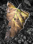 Bild anschauen