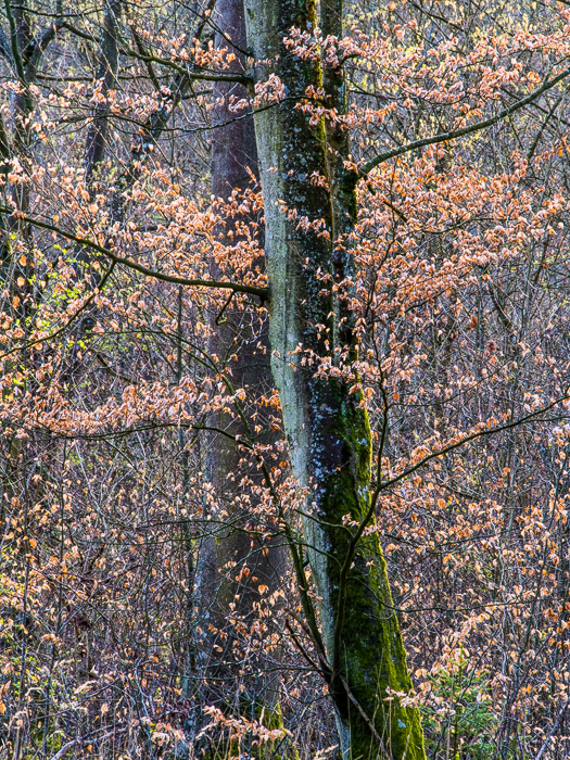 Galeriebild