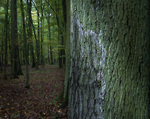 Bild anschauen
