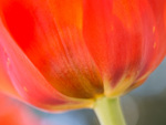 Bild anschauen