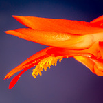 Bild anschauen