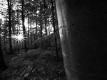 Bild anschauen