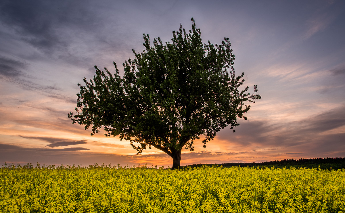 Galeriebild