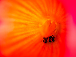 Bild anschauen