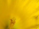 Bild anschauen