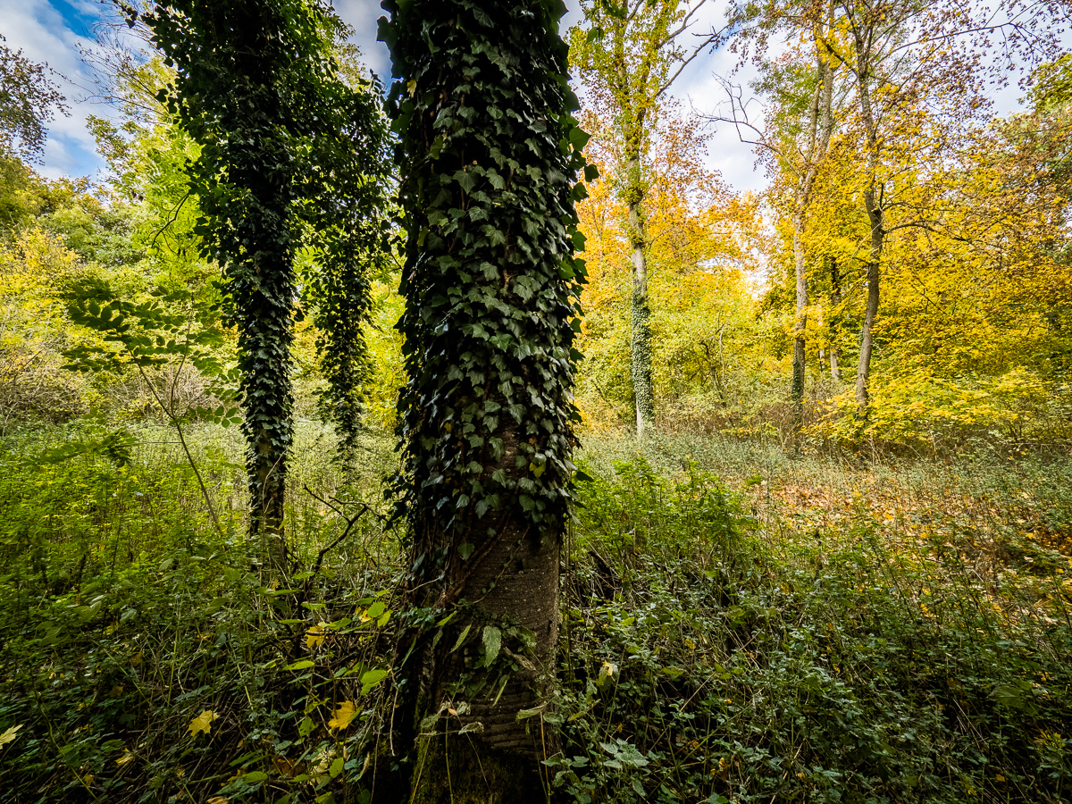 Galeriebild