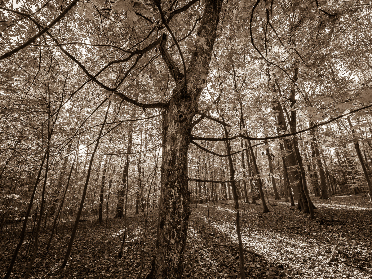 Galeriebild