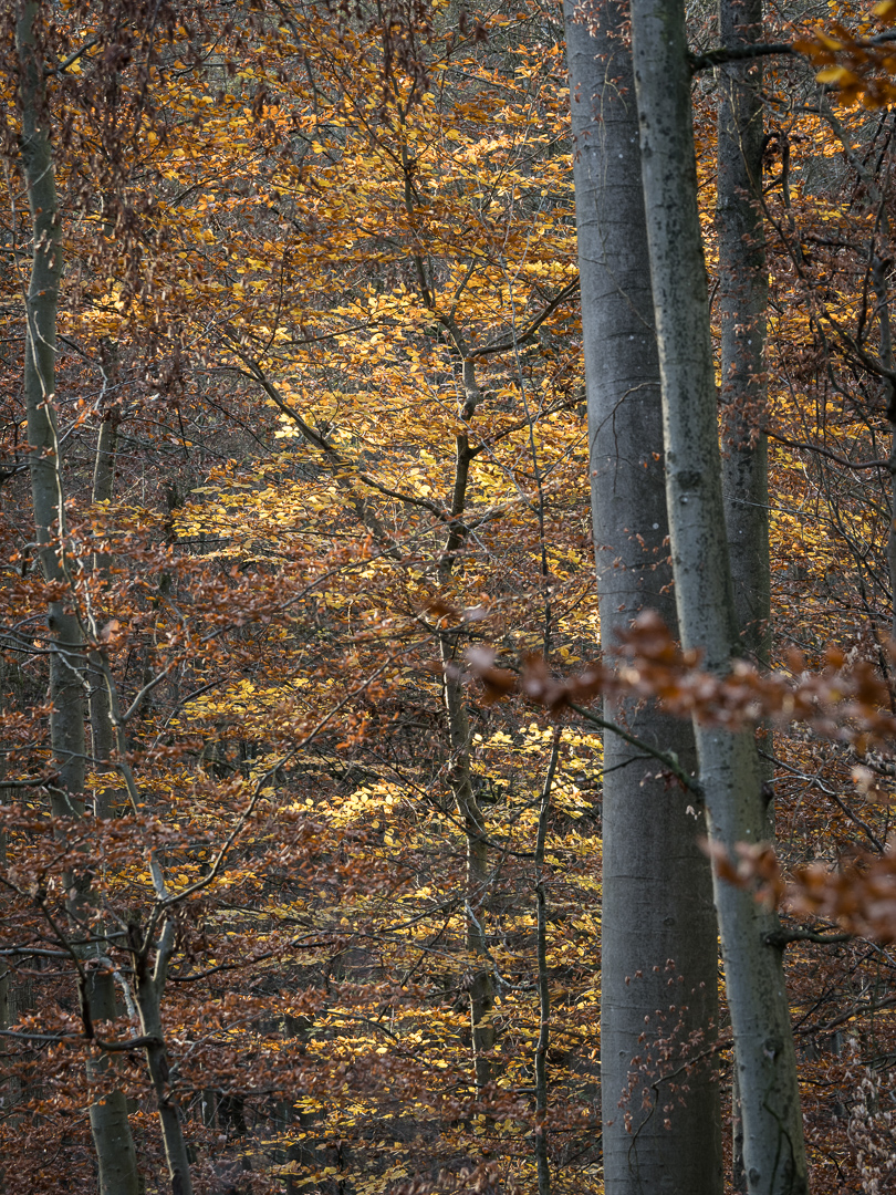 Galeriebild