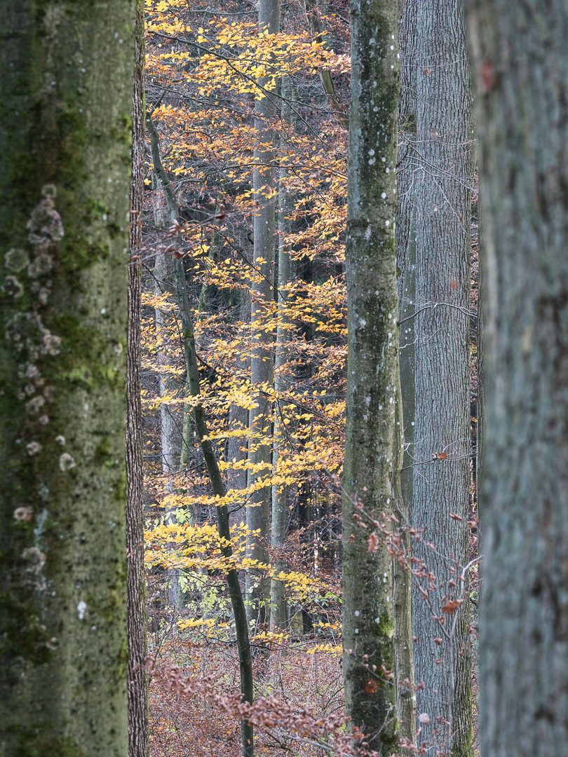 Galeriebild