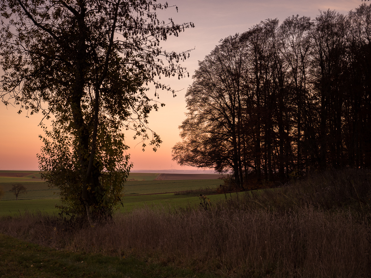 Galeriebild