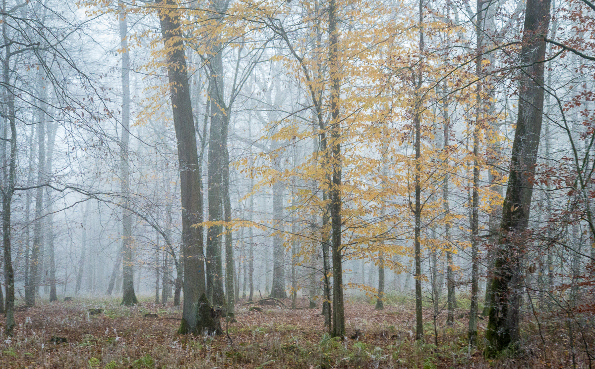 Galeriebild
