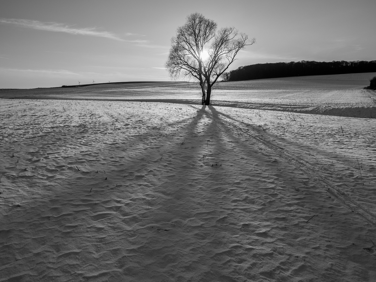 Galeriebild