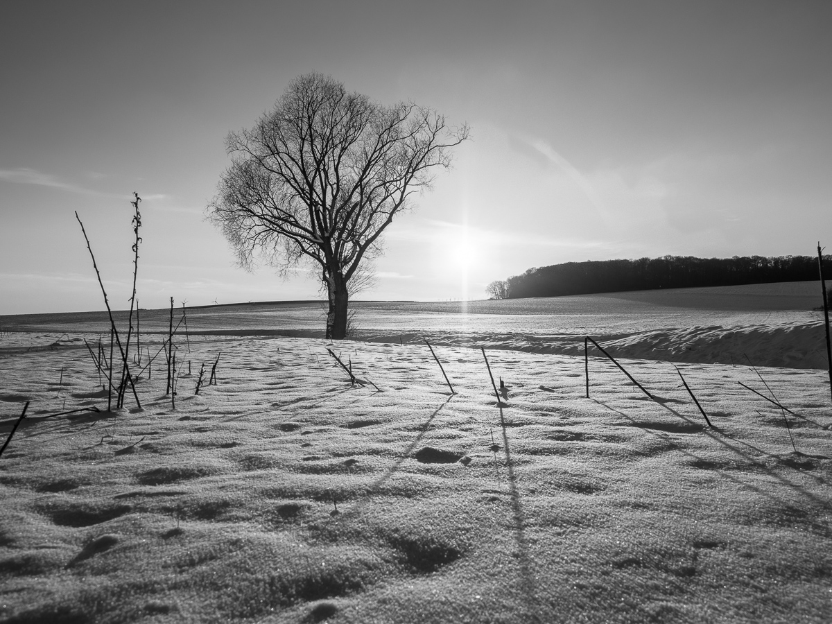 Galeriebild