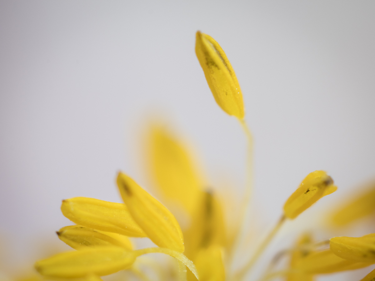 Galeriebild