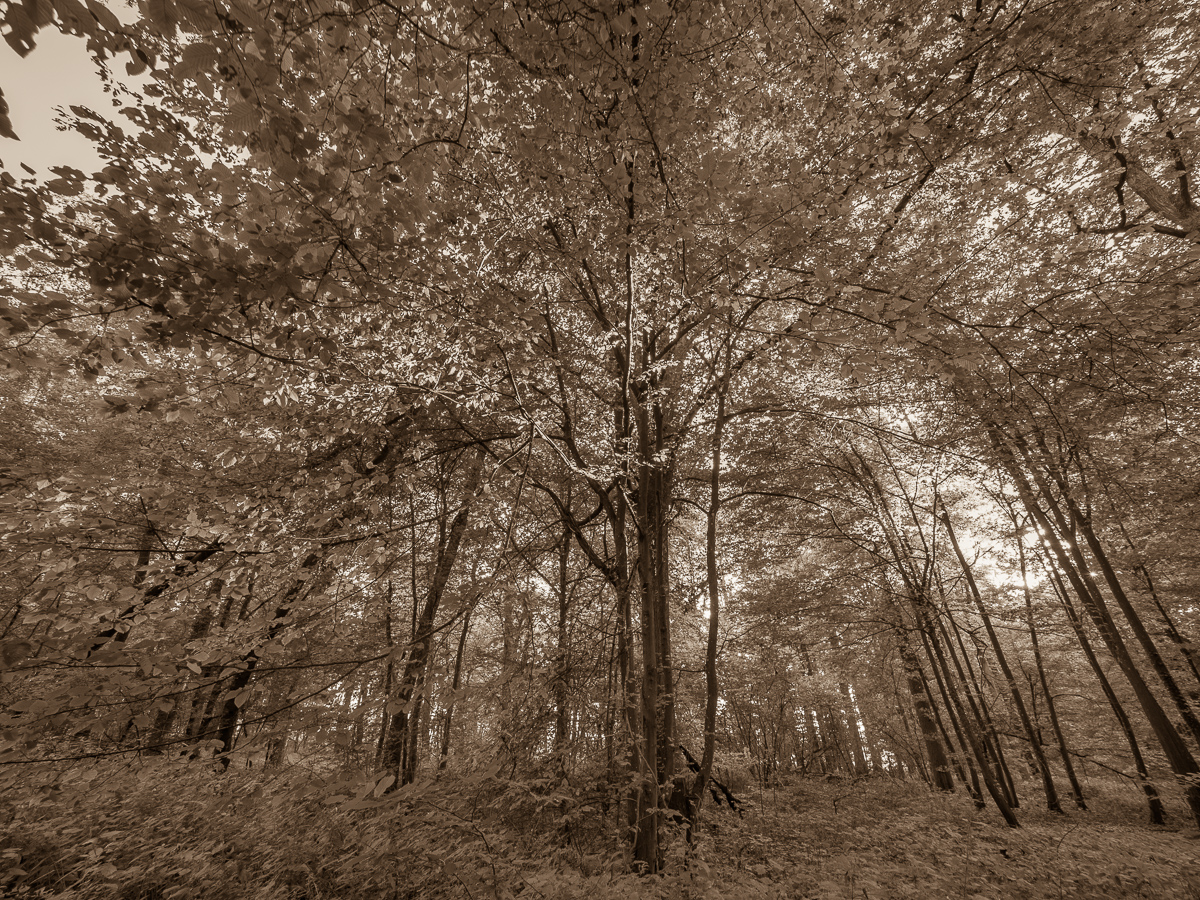 Galeriebild
