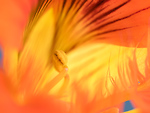 Bild anschauen