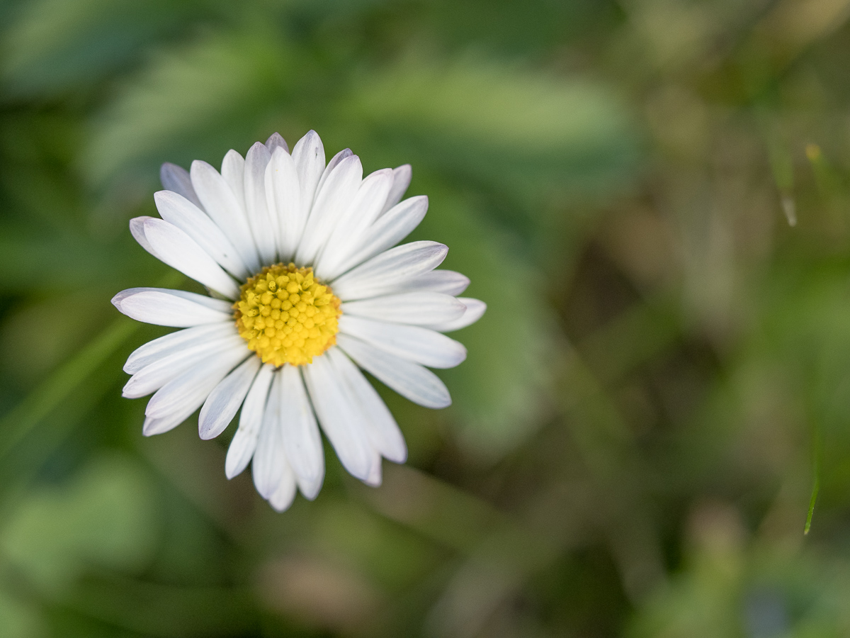 Galeriebild
