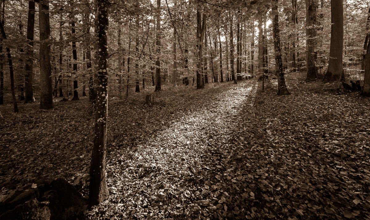 Galeriebild