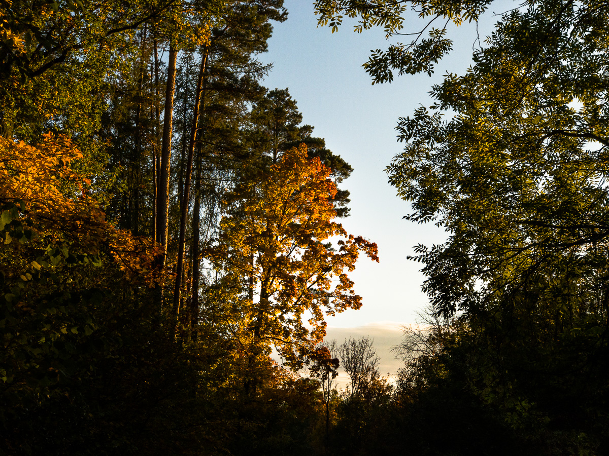 Galeriebild