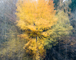 Bild anschauen