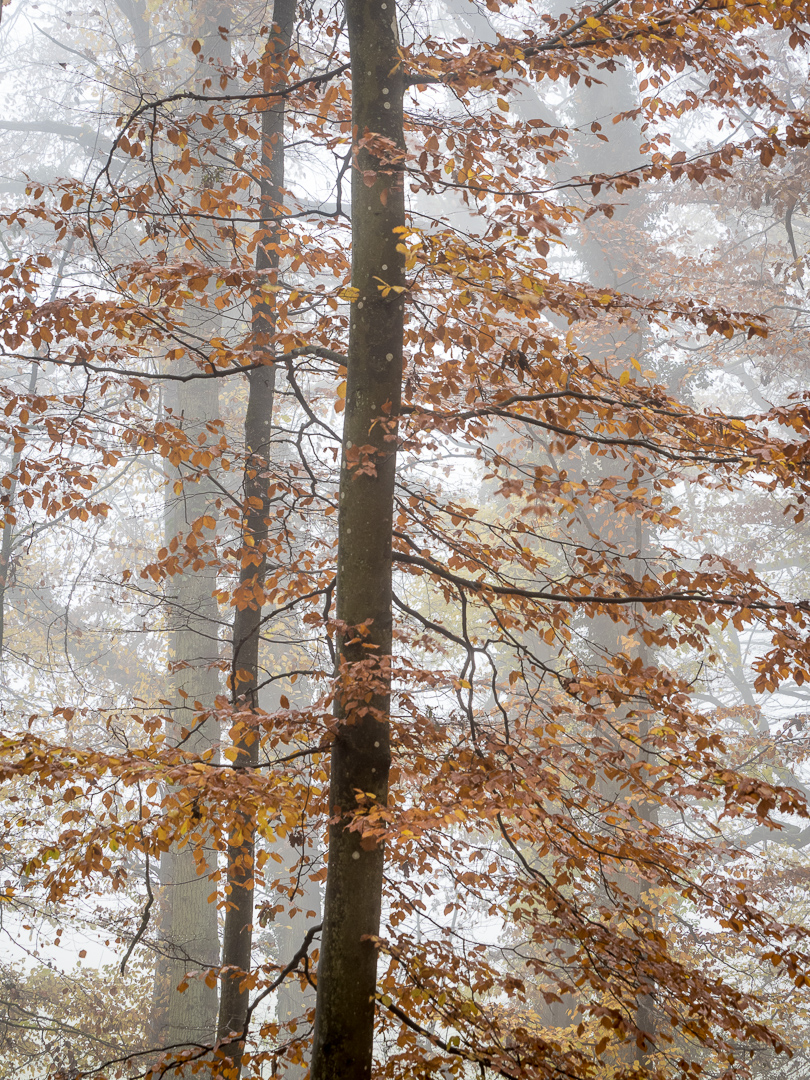 Galeriebild