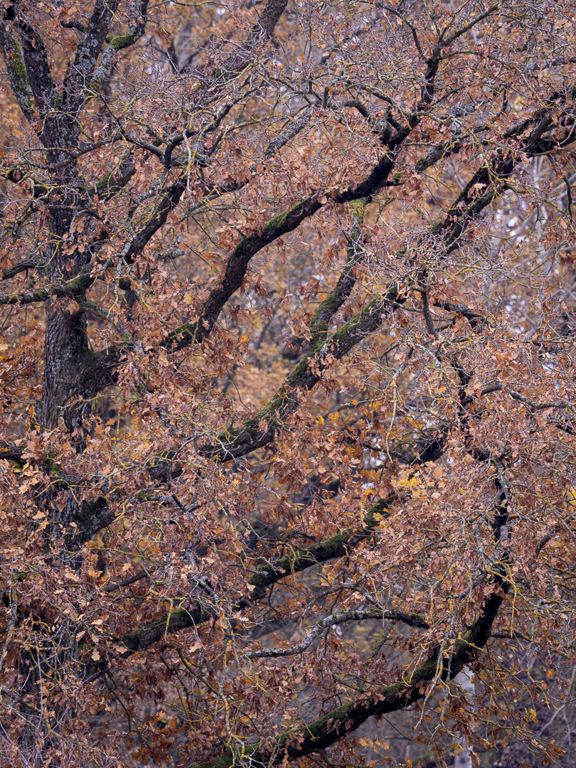 Galeriebild
