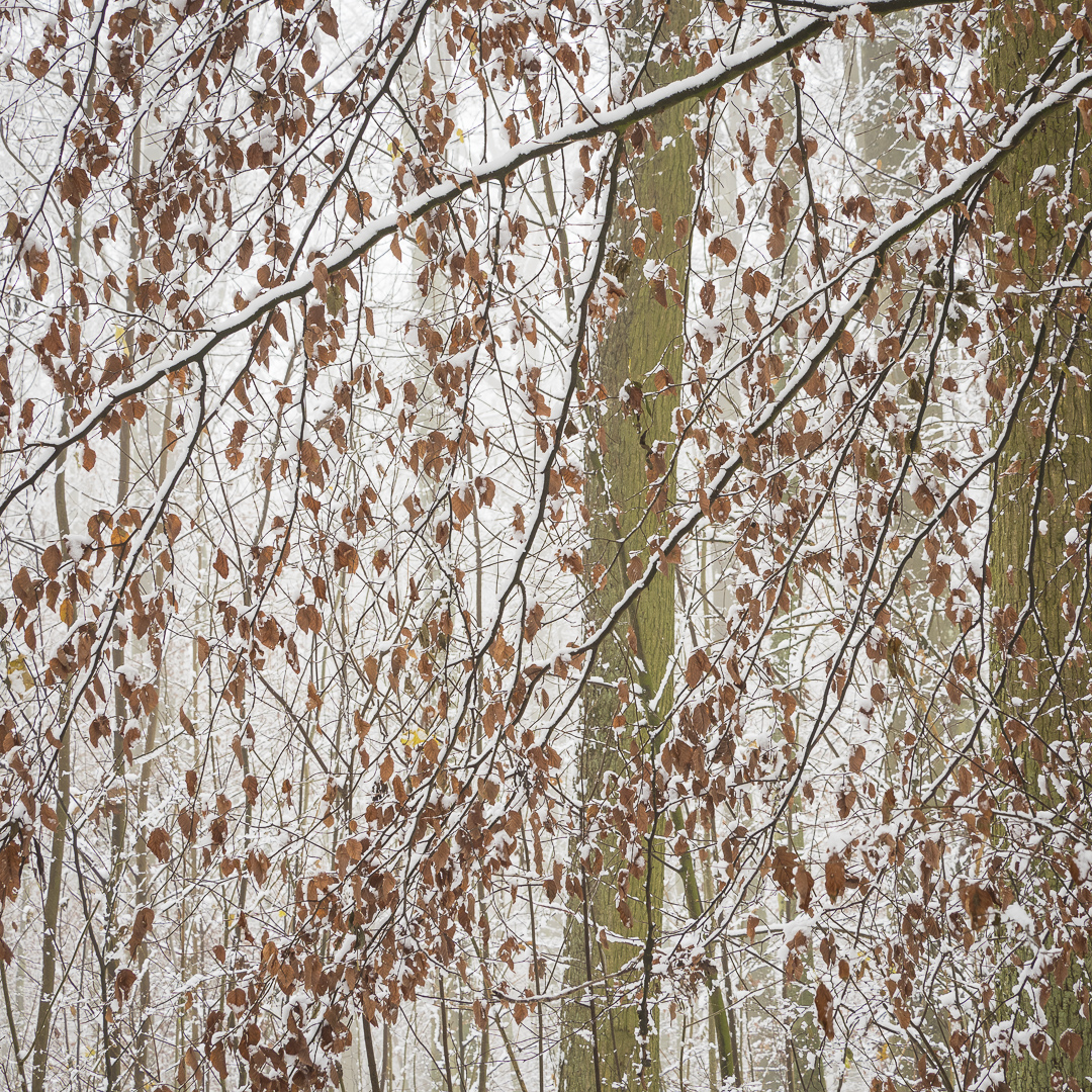 Galeriebild