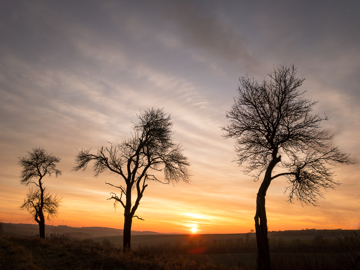 Galeriebild